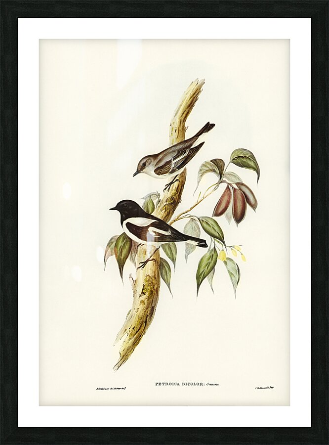 Pied Robin Petroica bicolor Swains illustrated by Elizabeth Gould 1804–1841 for John Gould’s 1804-1881 Birds of Australia  Picture Frame print