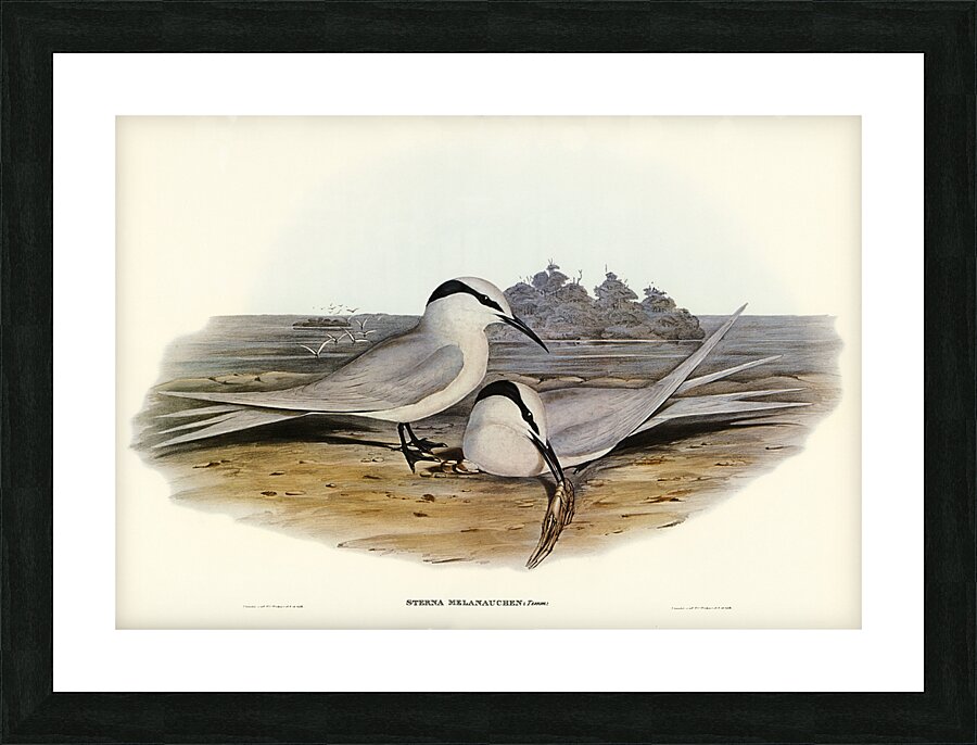 Black-naped Tern Sterna melanauchen illustrated by Elizabeth Gould 1804–1841 for John Gould’s 1804-1881 Birds of Australia  Picture Frame print