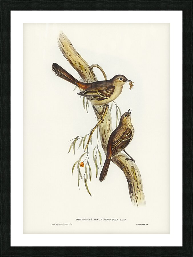 Scrub Robin Drymodes brunneopygia illustrated by Elizabeth Gould 1804–1841 for John Gould’s 1804-1881 Birds of Australia  Picture Frame print