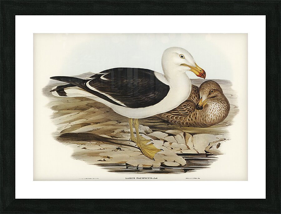 Pacific Gull Larus Pacificus illustrated by Elizabeth Gould 1804–1841 for John Gould’s 1804-1881 Birds of Australia  Picture Frame print