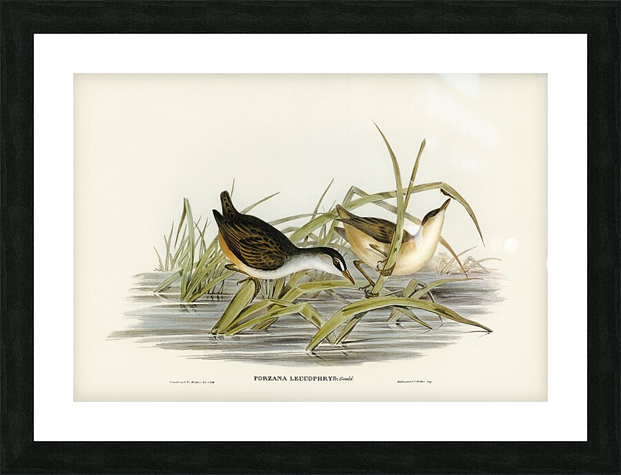 White-eyebrowed Water Crake Porzana leucophrys illustrated by Elizabeth Gould 1804–1841 for John Gould’s 1804-1881 Birds of Australia  Picture Frame print