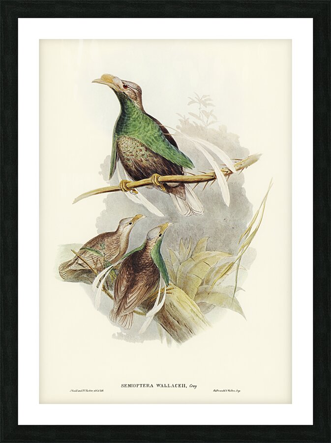 Standard-Wing Semioptera Wallacei illustrated by Elizabeth Gould 1804–1841 for John Gould’s 1804-1881 Birds of Australia  Picture Frame print