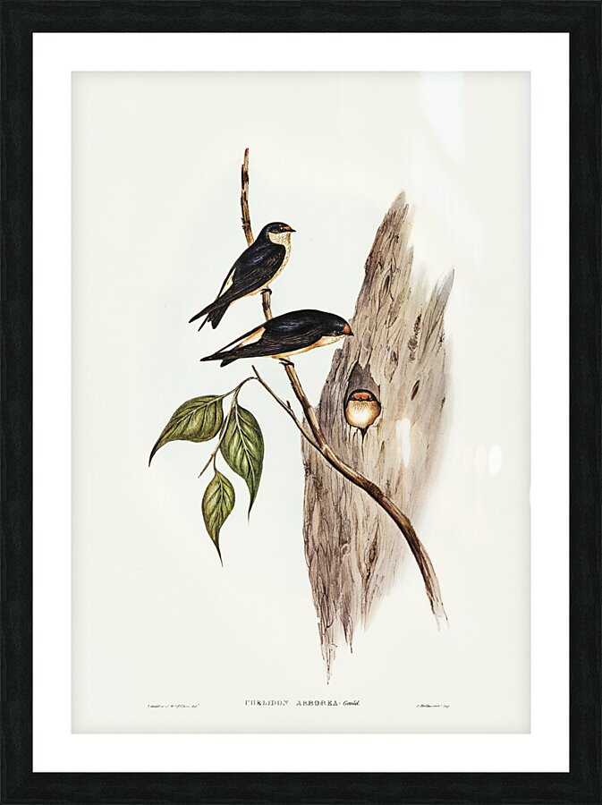 Tree Martin Collocalia arborea illustrated by Elizabeth Gould 1804–1841 for John Gould’s 1804-1881 Birds of Australia  Picture Frame print