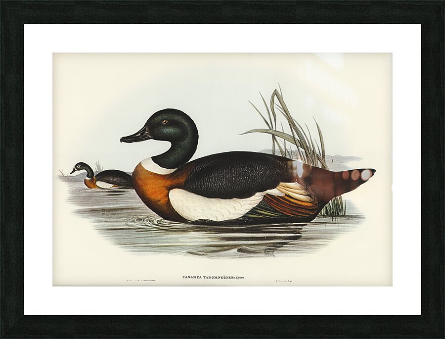 Chesnut-Coloured Shieldrake Casarca Tadornoides illustrated by Elizabeth Gould 1804–1841 for John Gould’s 1804-1881 Birds of Australia  Picture Frame print
