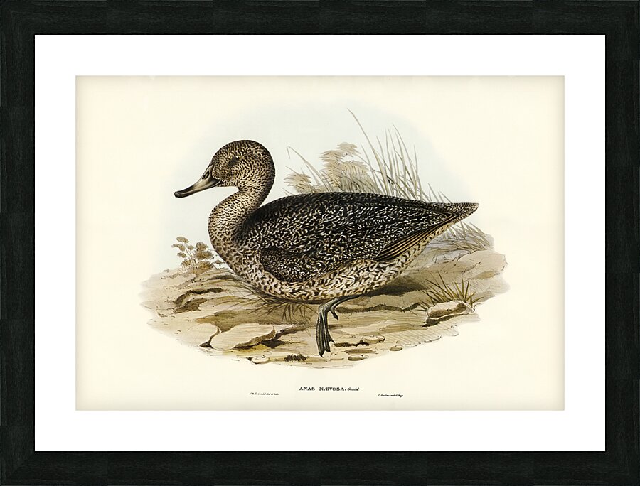 Freckled Duck Anus naevosa illustrated by Elizabeth Gould 1804–1841 for John Gould’s 1804-1881 Birds of Australia  Picture Frame print