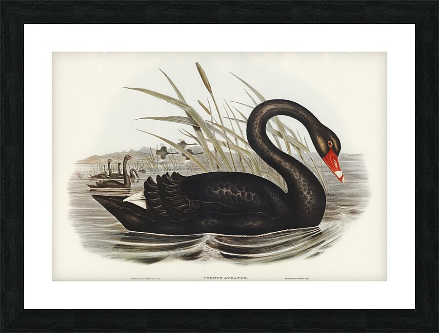 Black Swan Cygnus atratus illustrated by Elizabeth Gould 1804–1841 for John Gould’s 1804-1881 Birds of Australia  Picture Frame print