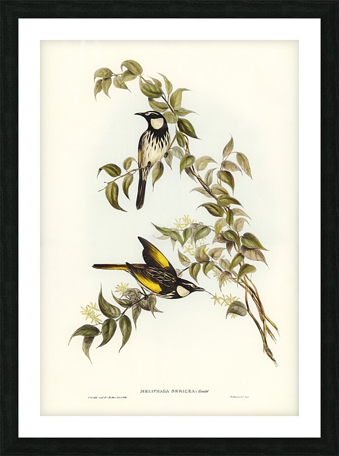 White-cheeked Honey-eater Meliphaga sericea illustrated by Elizabeth Gould 1804–1841 for John Gould’s 1804-1881 Birds of Australia  Picture Frame print