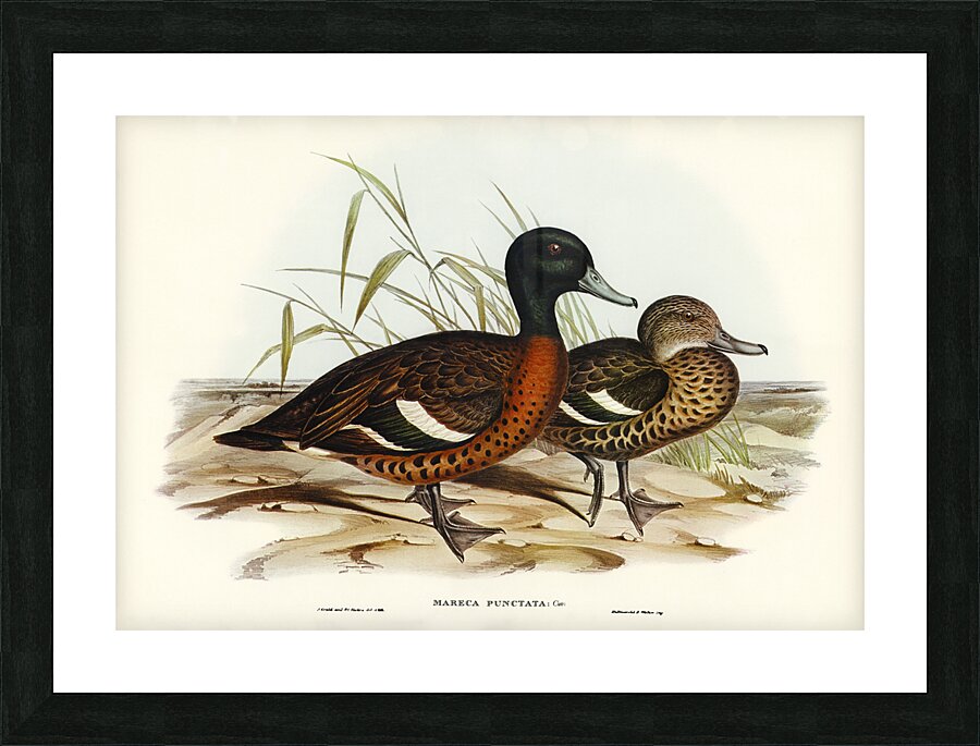 Chesnut-breasted Duck Anas punctata illustrated by Elizabeth Gould 1804–1841 for John Gould’s 1804-1881 Birds of Australia  Picture Frame print