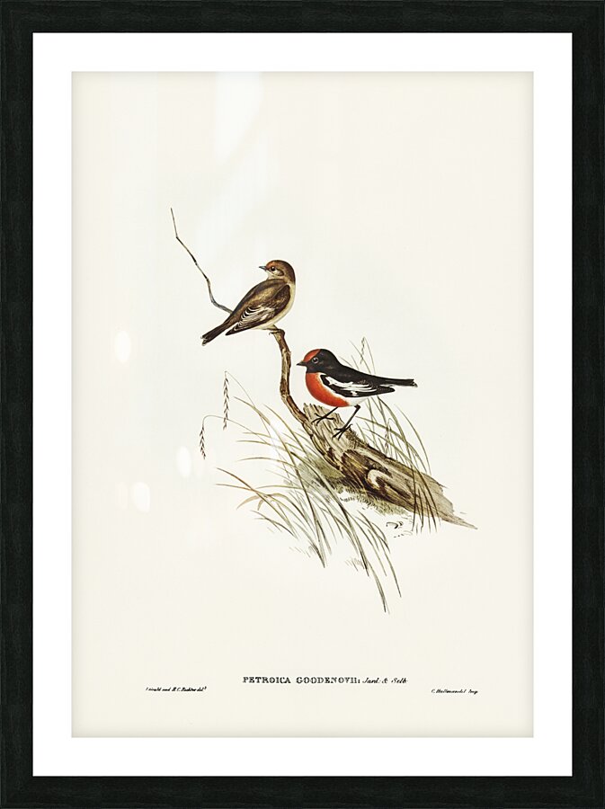 Red-capped Robin Petroica Goodenovii illustrated by Elizabeth Gould 1804–1841 for John Gould’s 1804-1881 Birds of Australia  Picture Frame print