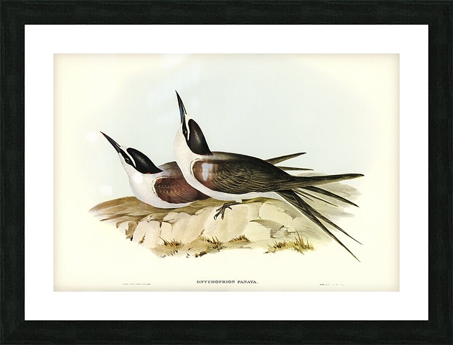 Panayan Tern Onychoprion Panaya illustrated by Elizabeth Gould 1804–1841 for John Gould’s 1804-1881 Birds of Australia  Picture Frame print