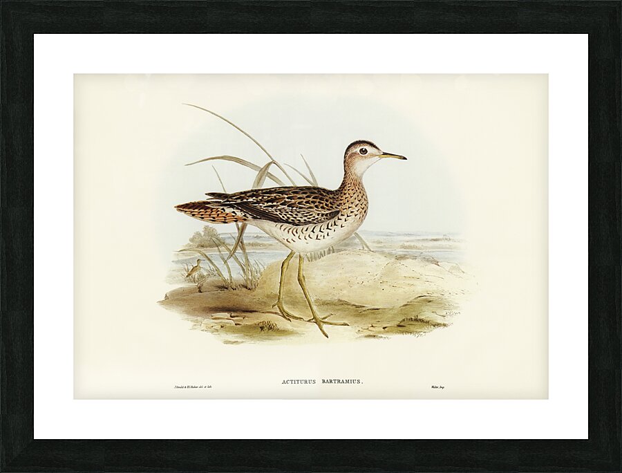 Bartrams Sandpiper Actiturus Bartramius illustrated by Elizabeth Gould 1804–1841 for John Gould’s 1804-1881 Birds of Australia  Picture Frame print