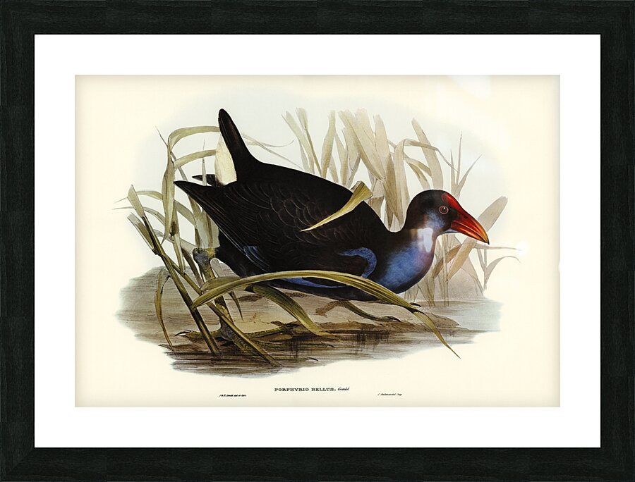 Zure-breasted Porphyrio Porphyrio bellus illustrated by Elizabeth Gould 1804–1841 for John Gould’s 1804-1881 Birds of Australia  Picture Frame print