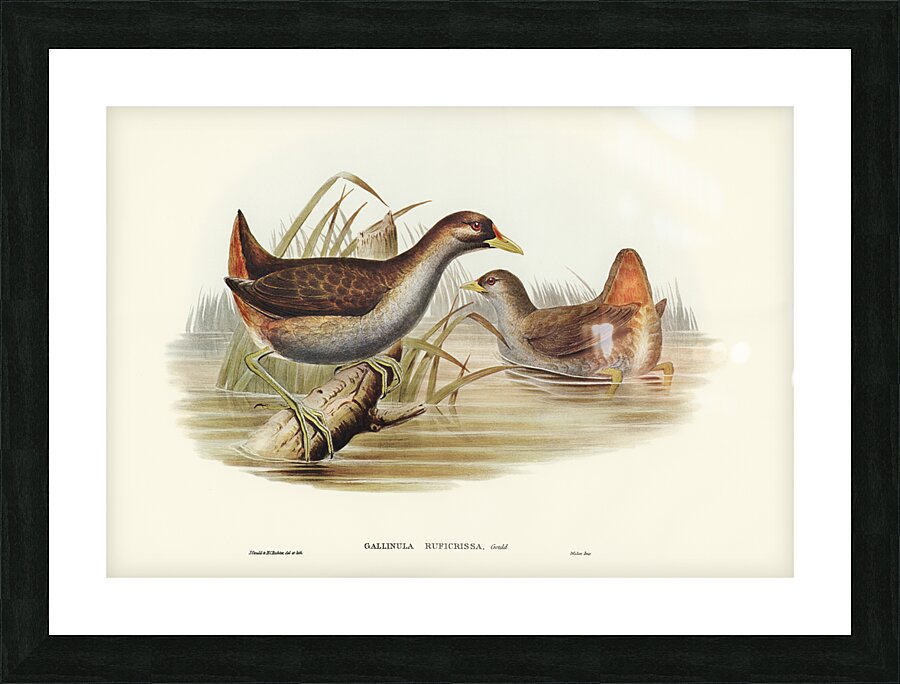 Rufous-vented Gallinule Gallinula ruficrissa illustrated by Elizabeth Gould 1804–1841 for John Gould’s 1804-1881 Birds of Australia  Picture Frame print