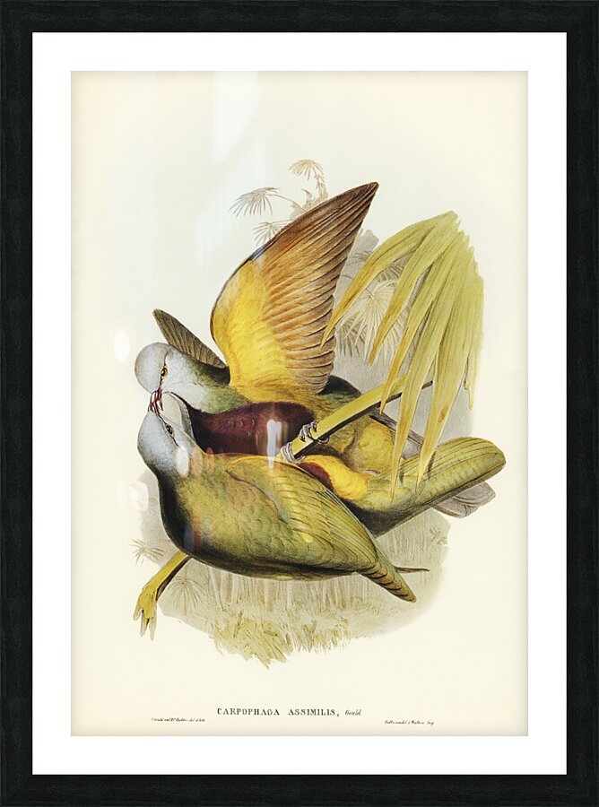 Spotless Gallinule Porzana immaculata illustrated by Elizabeth Gould 1804–1841 for John Gould’s 1804-1881 Birds of Australia  Picture Frame print