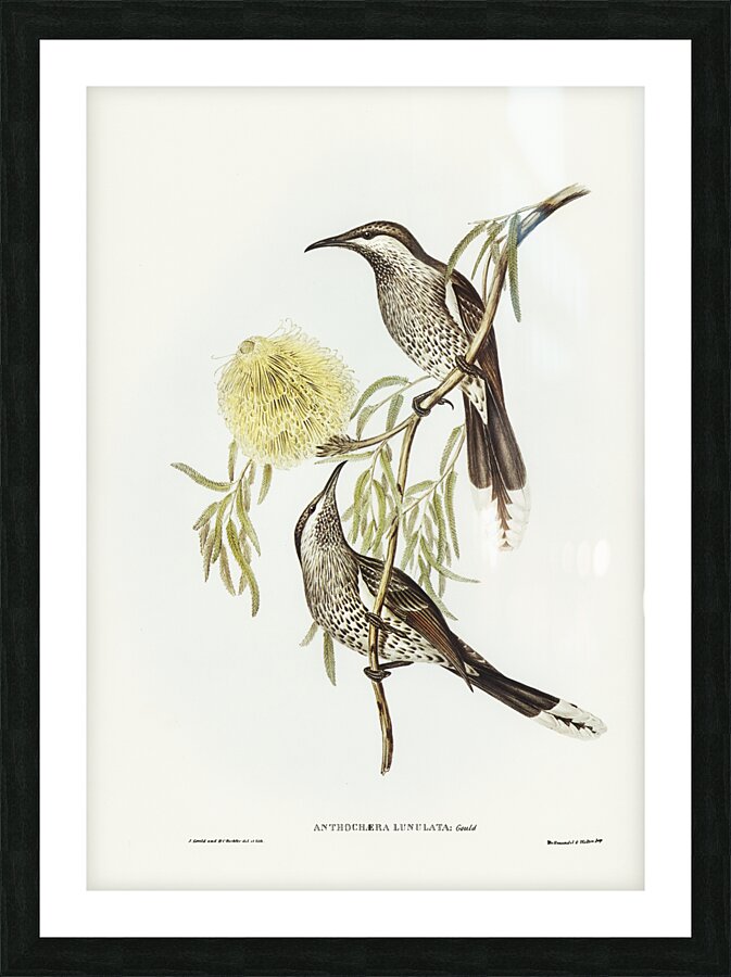 Lunulated Wattle Bird Anthochaera lunulata illustrated by Elizabeth Gould 1804–1841 for John Gould’s 1804-1881 Birds of Australia  Picture Frame print