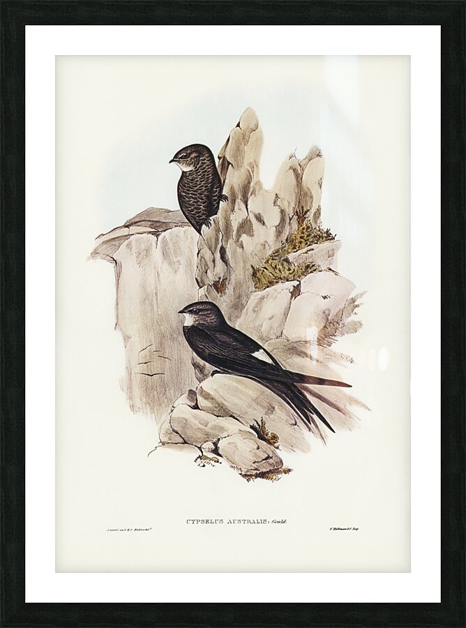 Australian Swift Cypselus Australis illustrated by Elizabeth Gould 1804–1841 for John Gould’s 1804-1881 Birds of Australia  Picture Frame print