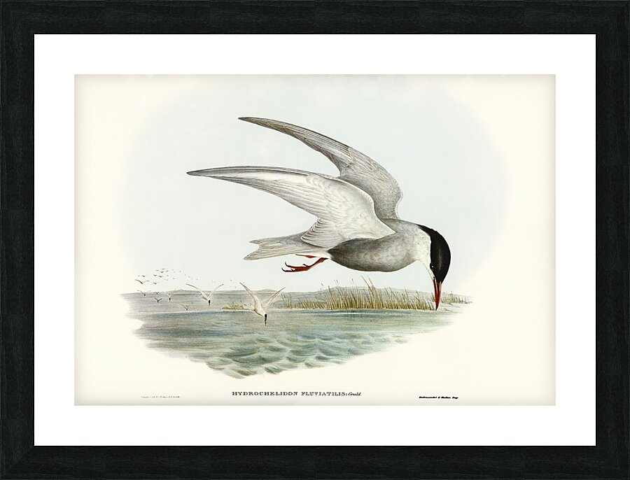 Marsh Tern Hydrochelidon fluviatilis illustrated by Elizabeth Gould 1804–1841 for John Gould’s 1804-1881 Birds of Australia  Picture Frame print