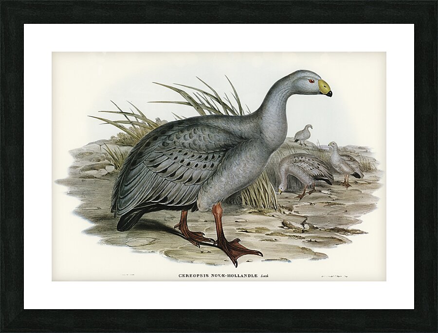 Cereopsis Goose Cereopsis Novae-Hollandiae illustrated by Elizabeth Gould 1804–1841 for John Gould’s 1804-1881 Birds of Australia  Picture Frame print