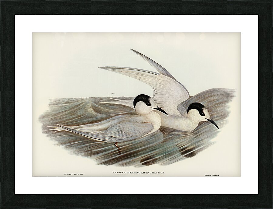 Black-billed Tern Sterna melanorhyncha illustrated by Elizabeth Gould 1804–1841 for John Gould’s 1804-1881 Birds of Australia  Picture Frame print