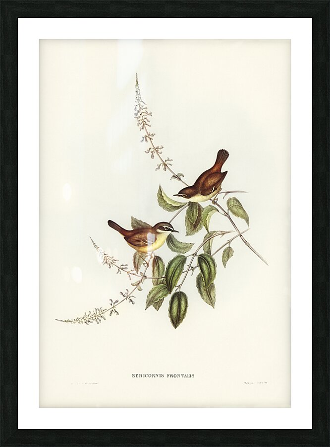 White-fronted Sericornis Sericornis frontalis illustrated by Elizabeth Gould 1804–1841 for John Gould’s 1804-1881 Birds of Australia  Picture Frame print
