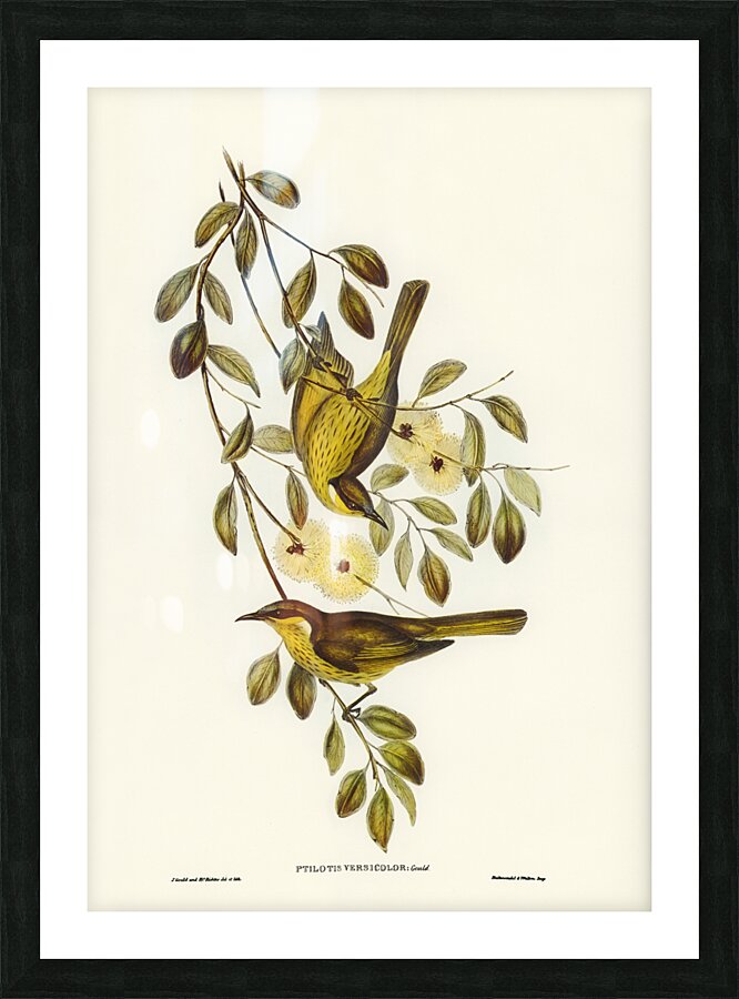 Varied Honey-eater Ptilotis versicolor illustrated by Elizabeth Gould 1804–1841 for John Gould’s 1804-1881 Birds of Australia  Picture Frame print