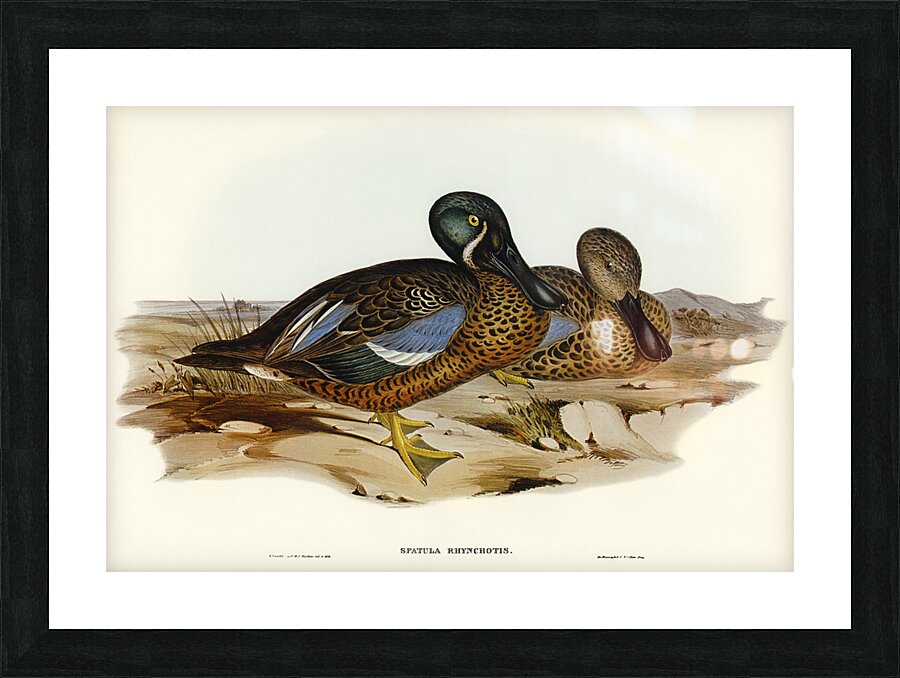 Australian Shoveller Spatula Rhynchotis illustrated by Elizabeth Gould 1804–1841 for John Gould’s 1804-1881 Birds of Australia  Picture Frame print