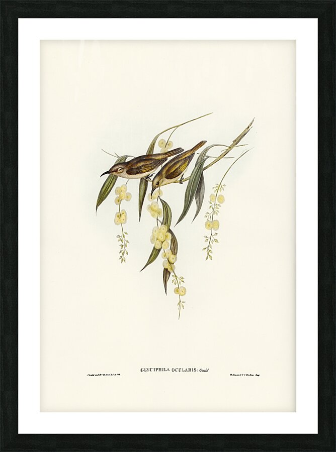 Brown Honey-eater Glyciphila ocularis illustrated by Elizabeth Gould 1804–1841 for John Gould’s 1804-1881 Birds of Australia  Picture Frame print