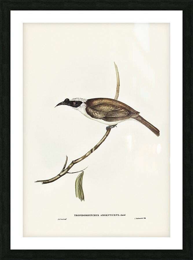 Silvery-crowned Friar Bird Tropidorhynchus argenticeps illustrated by Elizabeth Gould 1804–1841 for John Gould’s 1804-1881 Birds of Australia  Picture Frame print
