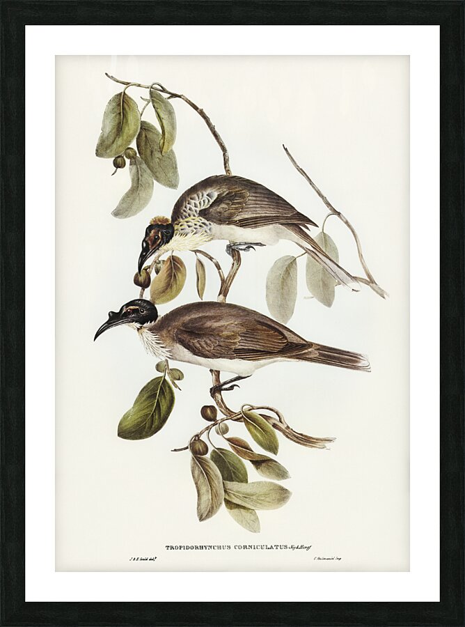 Friar Bird Tropidorhynchus corniculatus illustrated by Elizabeth Gould 1804–1841 for John Gould’s 1804-1881 Birds of Australia  Picture Frame print