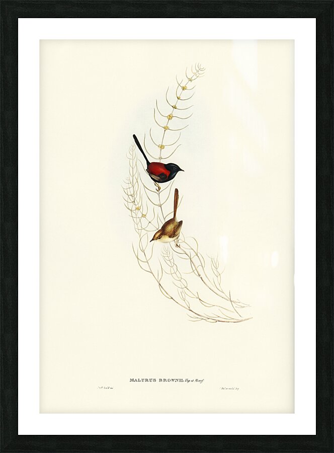 Brown’s Wren alurus Brownii illustrated by Elizabeth Gould 1804–1841 for John Gould’s 1804-1881 Birds of Australia  Picture Frame print