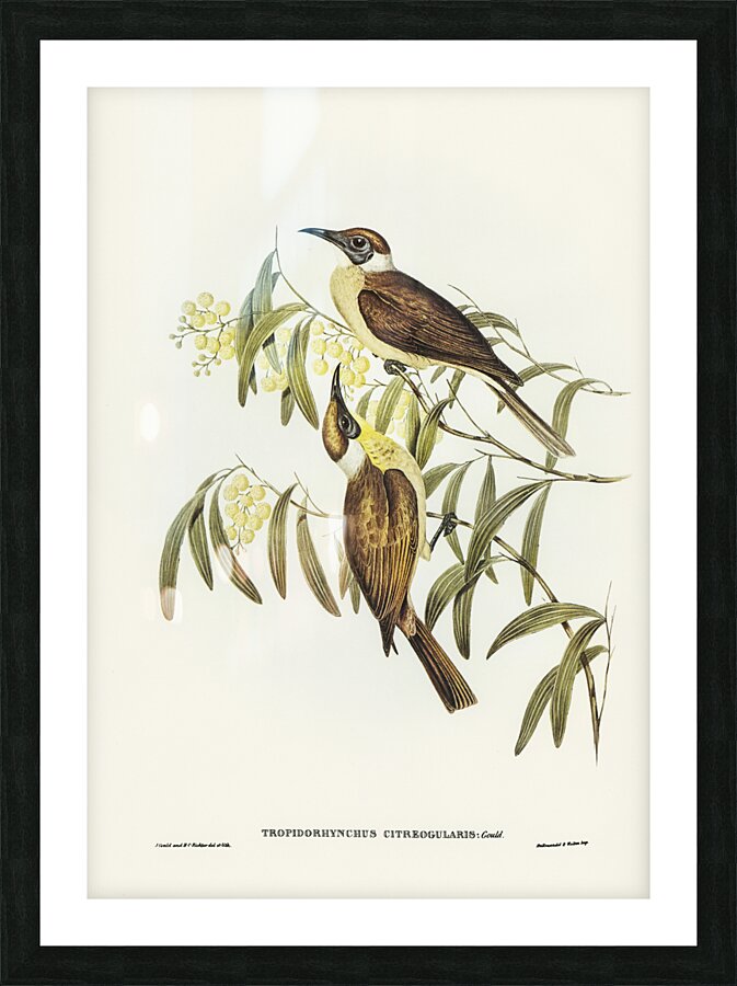 Yellow-throated Friar Bird Tropidorhynchus citreogularis illustrated by Elizabeth Gould 1804–1841 for John Gould’s 1804-1881 Birds of Australia  Picture Frame print