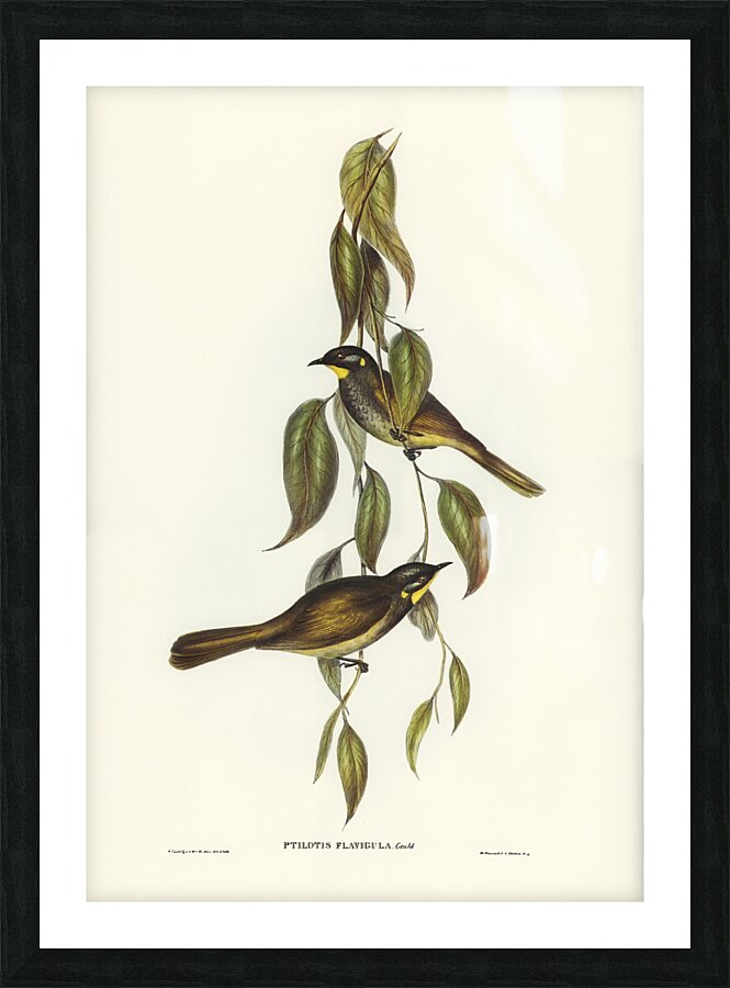 Yellow-throated Honey-eater Ptilotis flavigula illustrated by Elizabeth Gould 1804–1841 for John Gould’s 1804-1881 Birds of Australia  Picture Frame print