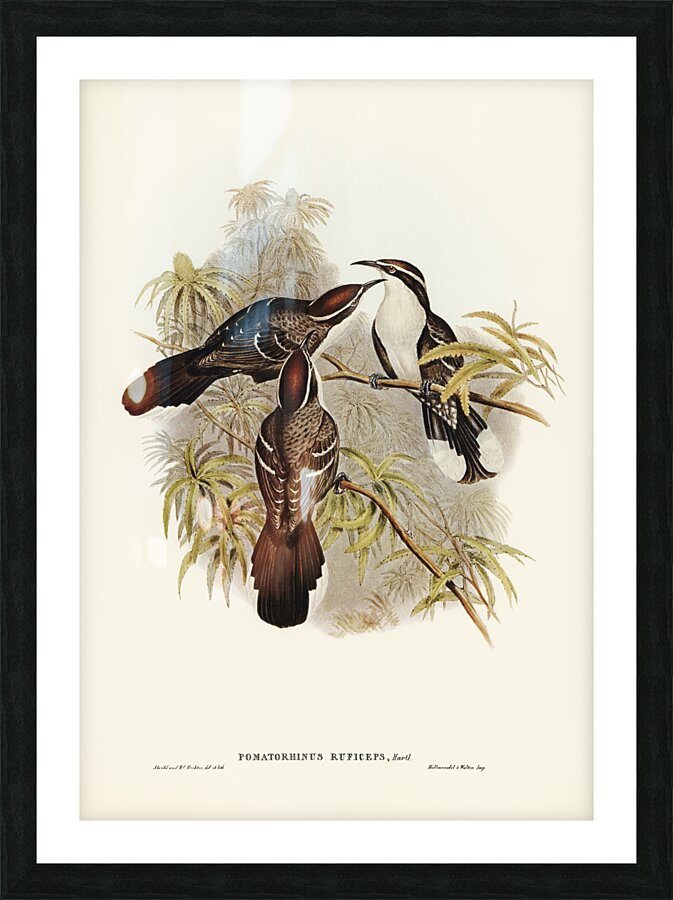 Chestnut-crowned Pomatorhinus Pomatorhinus ruficeps illustrated by Elizabeth Gould 1804–1841 for John Gould’s 1804-1881 Birds of Australia  Picture Frame print