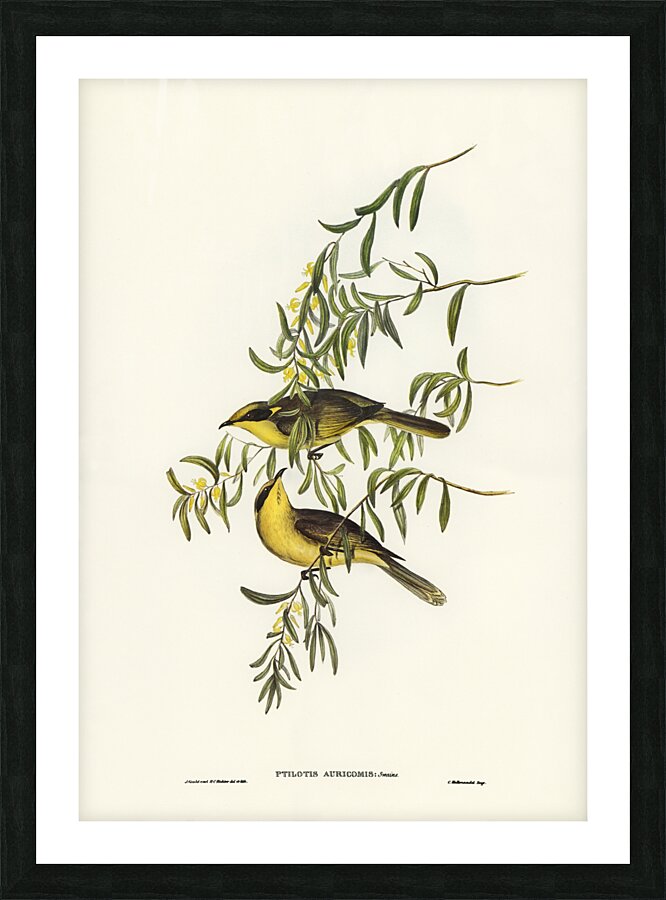Yellow-tufted Honey-eater Ptilotis auricomis illustrated by Elizabeth Gould 1804–1841 for John Gould’s 1804-1881 Birds of Australia  Picture Frame print