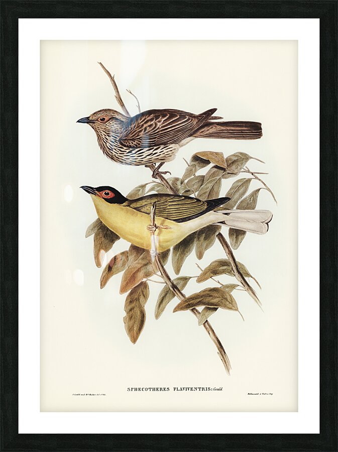 Yellow-bellied Sphecotheres Sphecotheres flaviventris illustrated by Elizabeth Gould 1804–1841 for John Gould’s 1804-1881 Birds of Australia  Picture Frame print