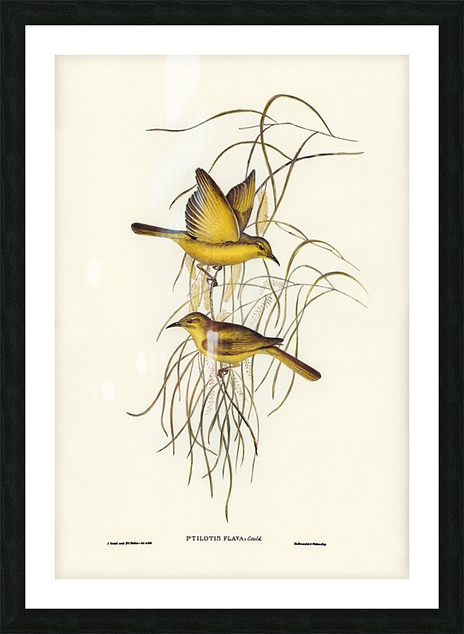 Yellow Honey-eater Ptilotis flava illustrated by Elizabeth Gould 1804–1841 for John Gould’s 1804-1881 Birds of Australia  Picture Frame print