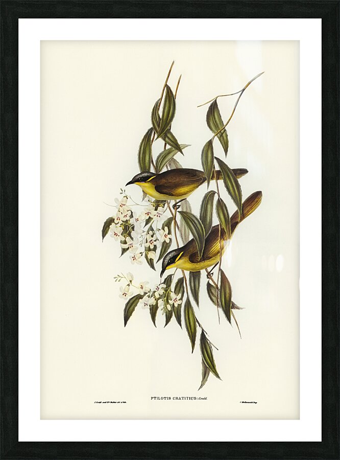 Wattle-cheeked Honey-eater Ptilotis cratitius illustrated by Elizabeth Gould 1804–1841 for John Gould’s 1804-1881 Birds of Australia  Picture Frame print