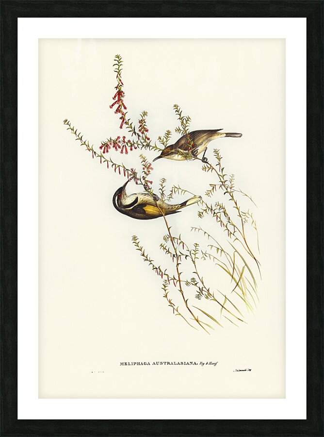 Tasmanian Honey-eater Meliphaga Australasiana illustrated by Elizabeth Gould 1804–1841 for John Gould’s 1804-1881 Birds of Australia  Picture Frame print