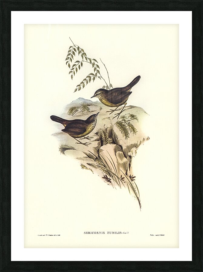 Sombre-coloured Sericornis Sericornis humilis illustrated by Elizabeth Gould 1804–1841 for John Gould’s 1804-1881 Birds of Australia  Picture Frame print