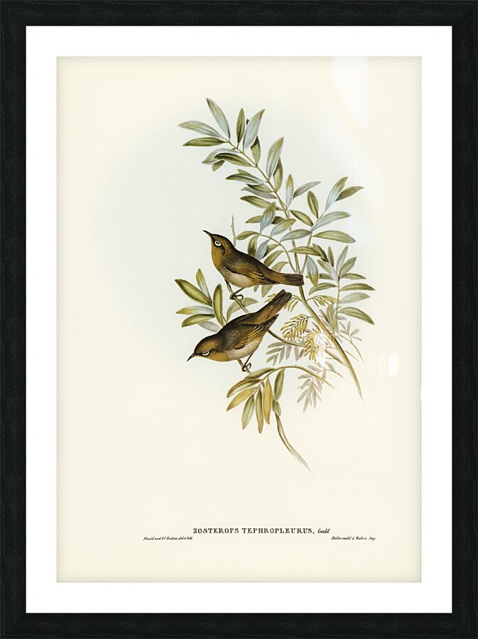 Grey-breasted Zosterops Zosterops tephropleurus illustrated by Elizabeth Gould 1804–1841 for John Gould’s 1804-1881 Birds of Australia  Picture Frame print