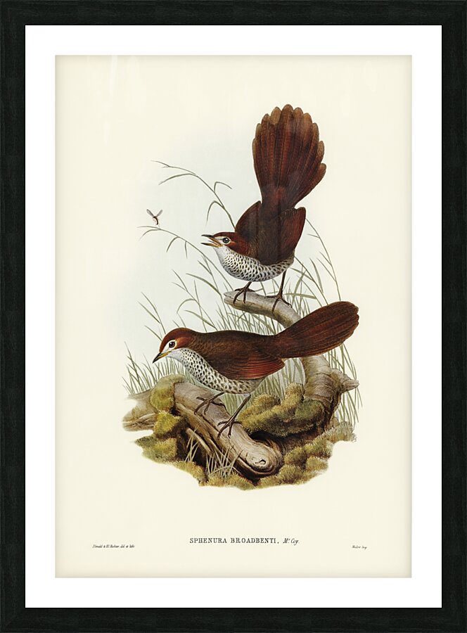 Rufous-headed Bristle-Bird Sphenura Broadbenti illustrated by Elizabeth Gould 1804–1841 for John Gould’s 1804-1881 Birds of Australia  Picture Frame print