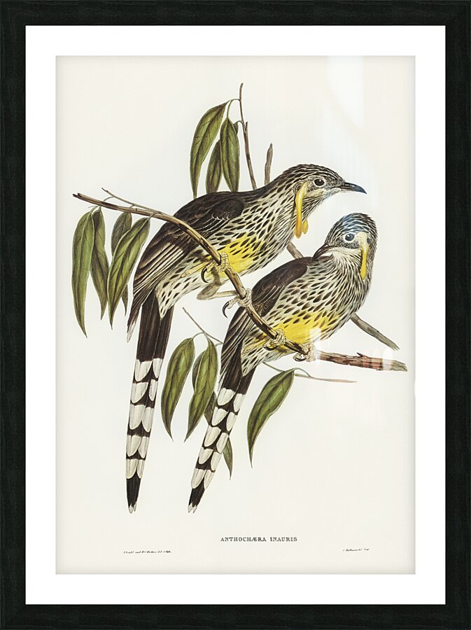 Graeat Wattled Honey-eater Anthochaera inauris illustrated by Elizabeth Gould 1804–1841 for John Gould’s 1804-1881 Birds of Australia  Picture Frame print