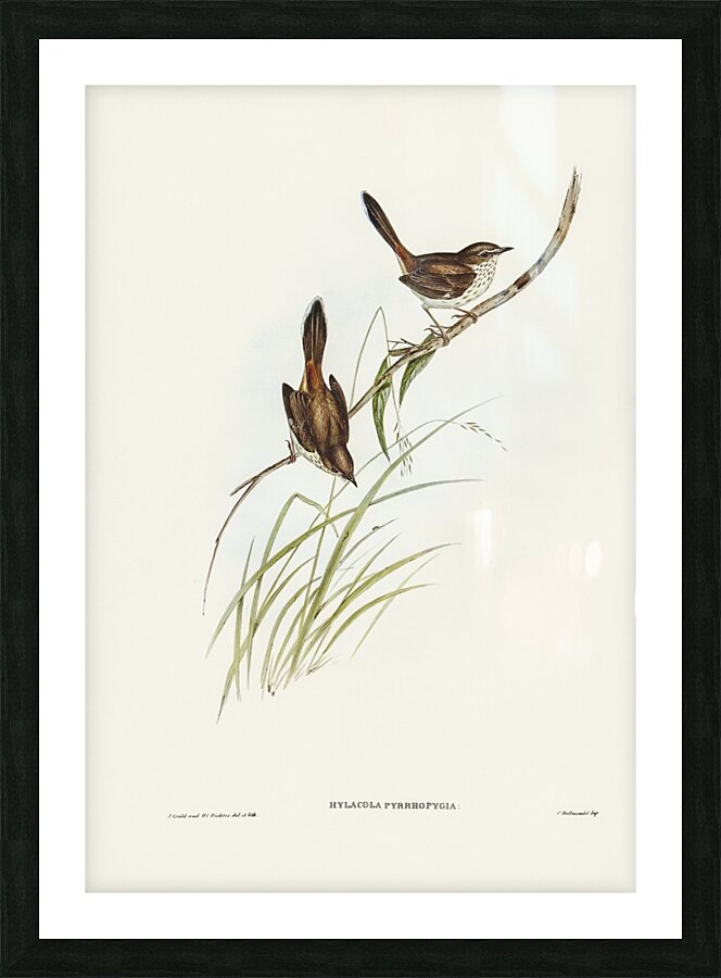 Red-rumped Wren ylacola pyrrhopygia illustrated by Elizabeth Gould 1804–1841 for John Gould’s 1804-1881 Birds of Australia  Picture Frame print