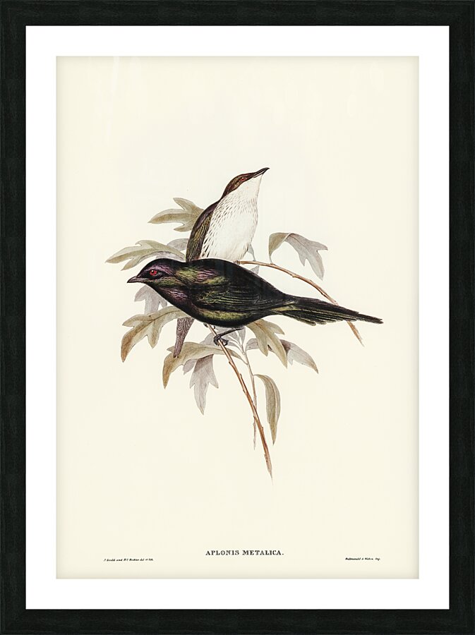 Shining starling Aplonis metallica illustrated by Elizabeth Gould 1804–1841 for John Gould’s 1804-1881 Birds of Australia  Picture Frame print