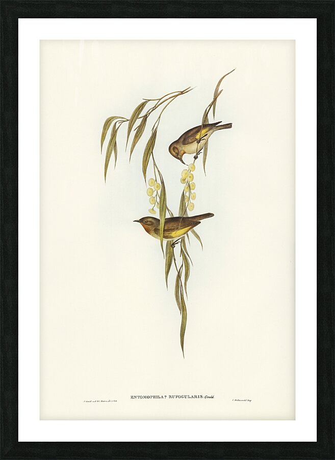 Red-throated Honey-eater Entomophila rufogularis illustrated by Elizabeth Gould 1804–1841 for John Gould’s 1804-1881 Birds of Australia  Picture Frame print