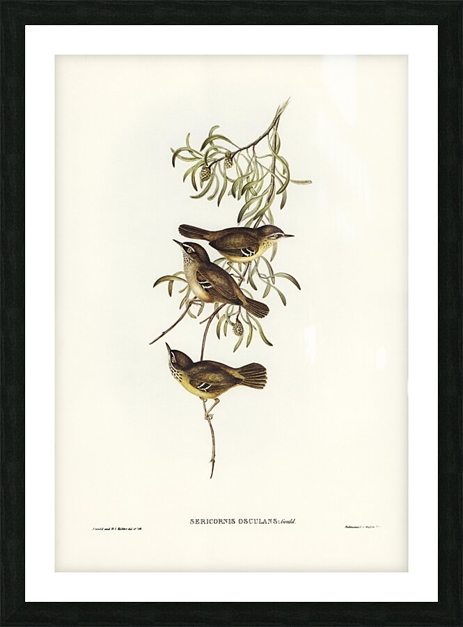 Allied Sericornis Ericornis osculans illustrated by Elizabeth Gould 1804–1841 for John Gould’s 1804-1881 Birds of Australia  Picture Frame print