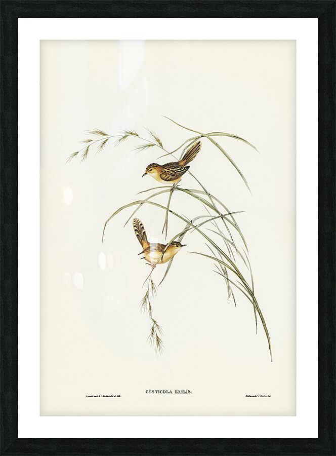 Exile Warbler Cysticola exilis illustrated by Elizabeth Gould 1804–1841 for John Gould’s 1804-1881 Birds of Australia  Picture Frame print