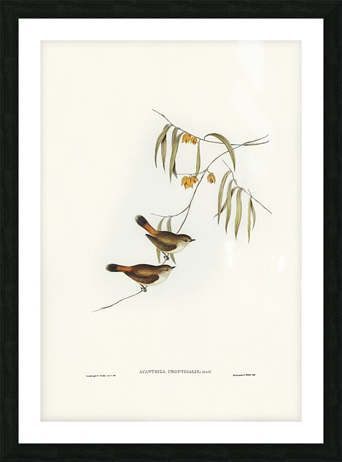 Chestnut-rumped Acanthiza Acanthiza uropygialis illustrated by Elizabeth Gould 1804–1841 for John Gould’s 1804-1881 Birds of Australia  Picture Frame print