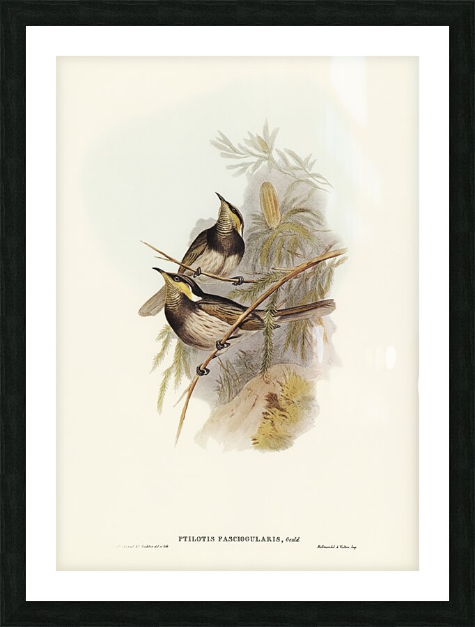 Fasciated Honey-eater Ptilotis fasciogularis illustrated by Elizabeth Gould 1804–1841 for John Gould’s 1804-1881 Birds of Australia  Picture Frame print