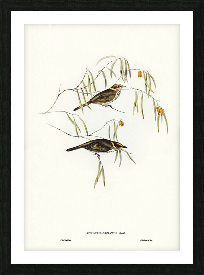 Graceful Honey-eater Ptilotis ornatus illustrated by Elizabeth Gould 1804–1841 for John Gould’s 1804-1881 Birds of Australia  Picture Frame print